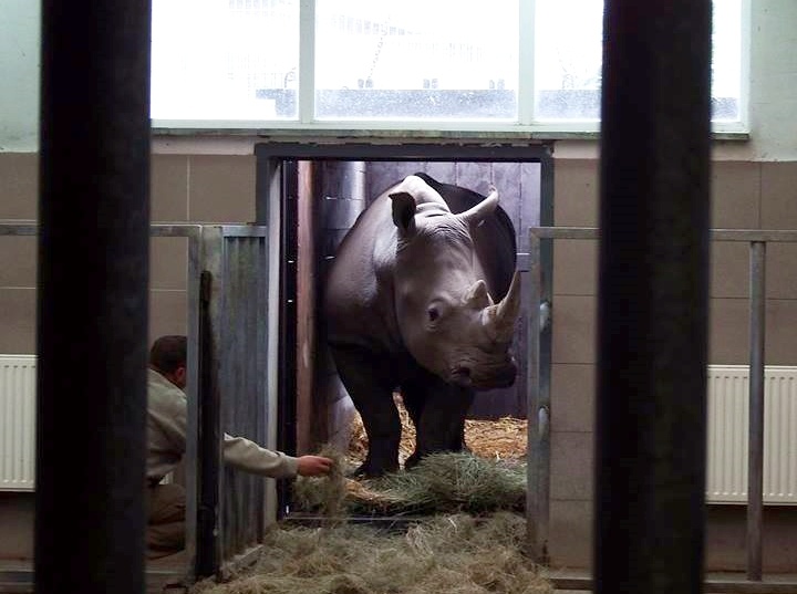 Nowy nosorożec w chorzowskim ZOO