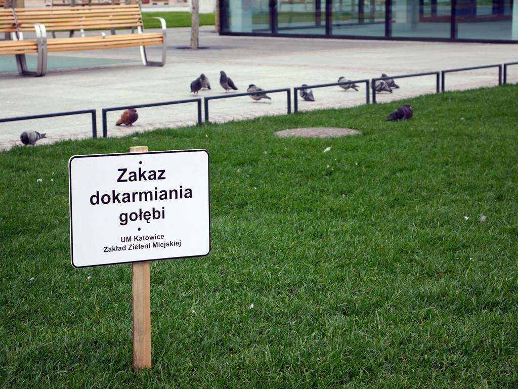 Zakaz karmienia gołębi na Rynku
