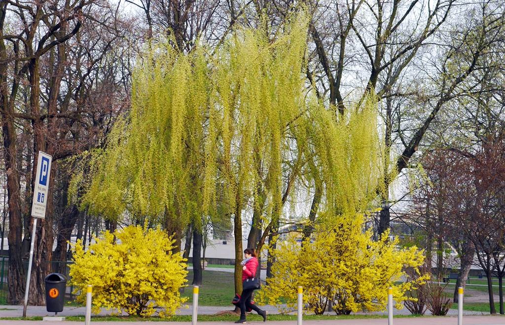 Dzień dobry Katowice. Dziś nawet 17 stopni Celsjusza