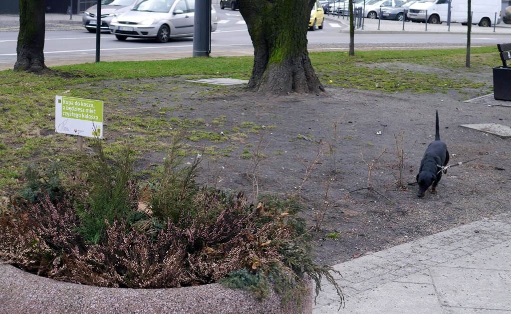 Nie sprzątasz po swoim psie? Mandat czeka