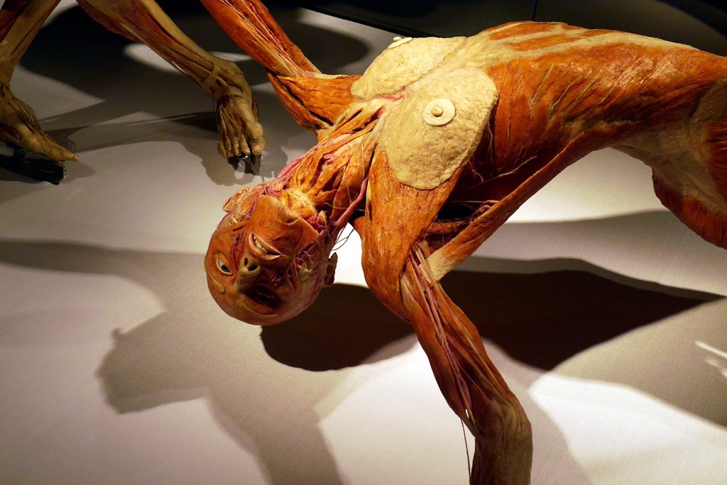 Martwe ciała na wystawie w Katowicach. W piątek otwarcie Body Worlds [ZDJĘCIA]