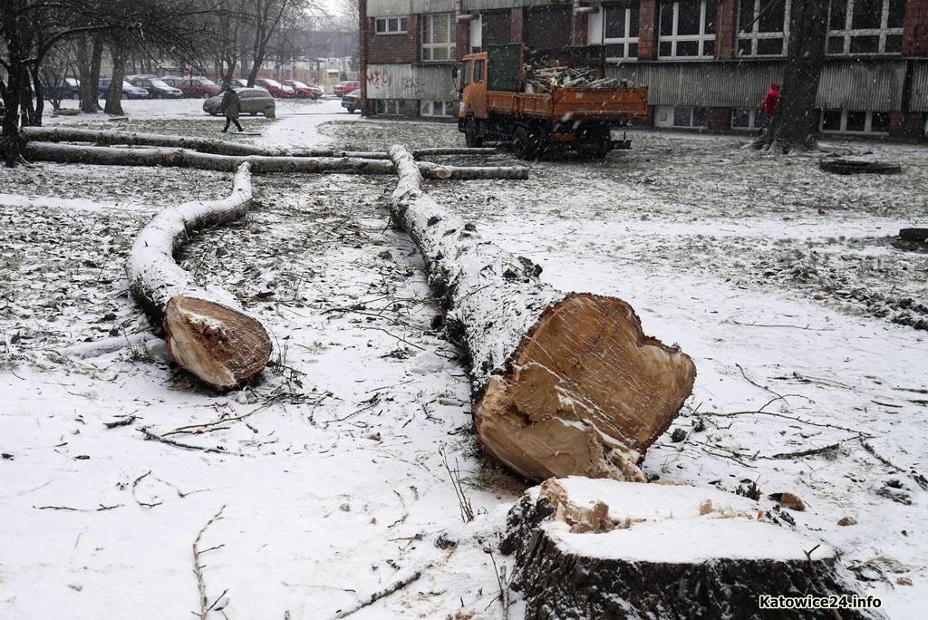Nowe zasady wycinania drzew