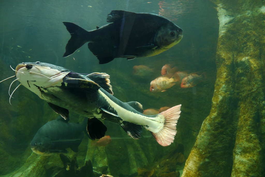 Nowe akwaria w Śląskim ZOO [WIDEO]