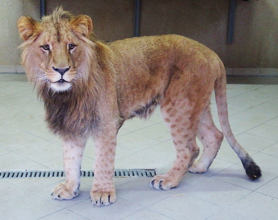 Do ZOO w Chorzowie przyjechał lew