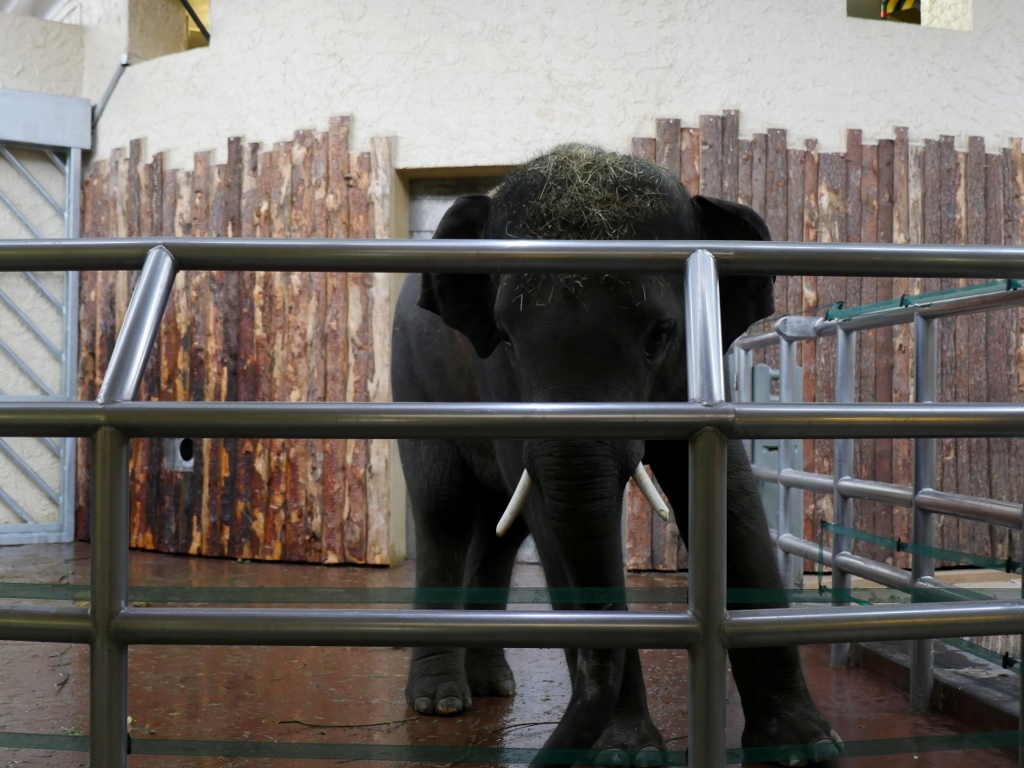 Mieszkańcy regionu przywitali słonie w śląskim ZOO [WIDEO]