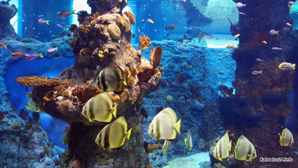 Na Śląsku powstanie oceanarium. W Katowicach, Zabrzu lub Chorzowie
