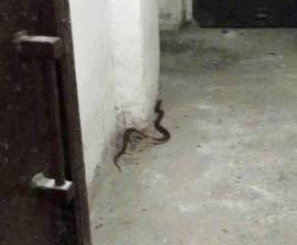 W piwnicy jednego z budynków w Katowicach mieszkańcy znaleźli węża