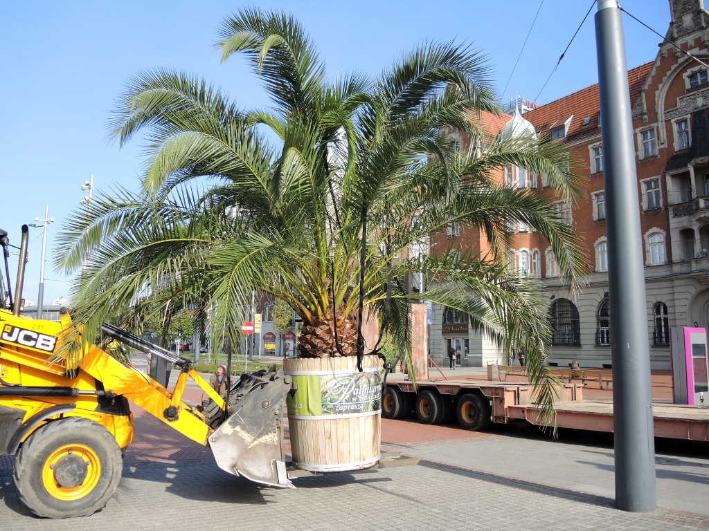 Palmy odjechały z katowickiego Rynku. Wrócą na wiosnę