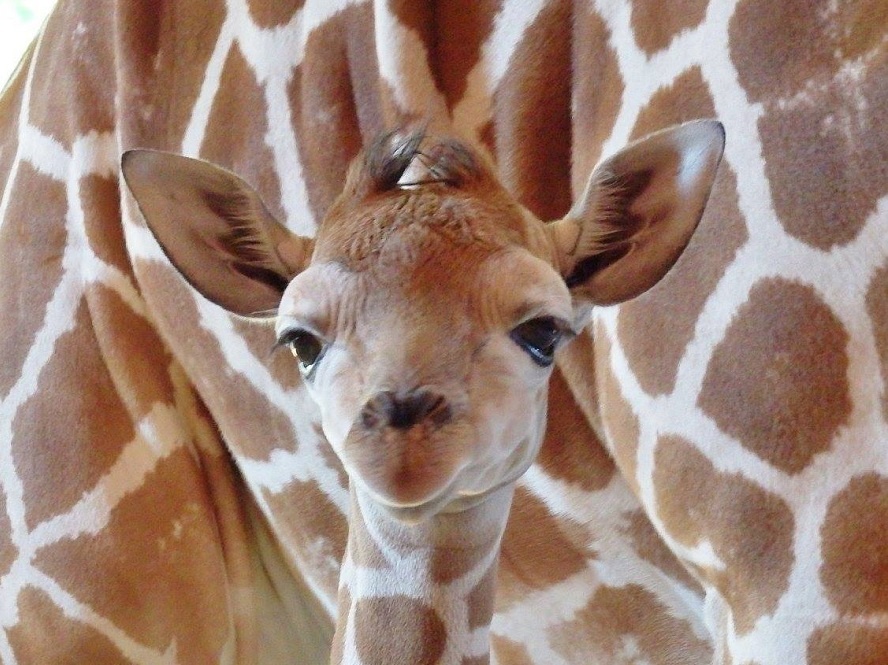 W chorzowskim ZOO urodziła się żyrafa