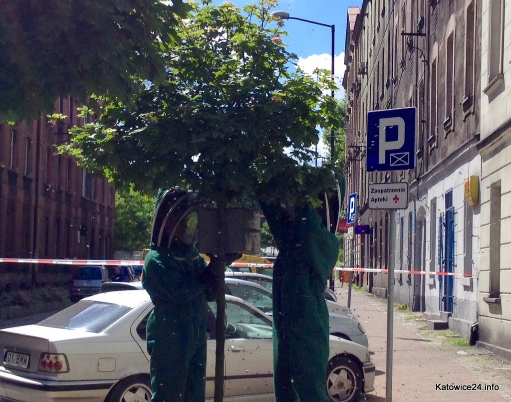 Pszczoły w centrum Katowic. Czy są niebezpieczne?