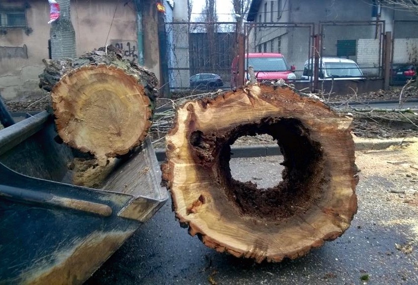Topole za topole na osiedlu Widok