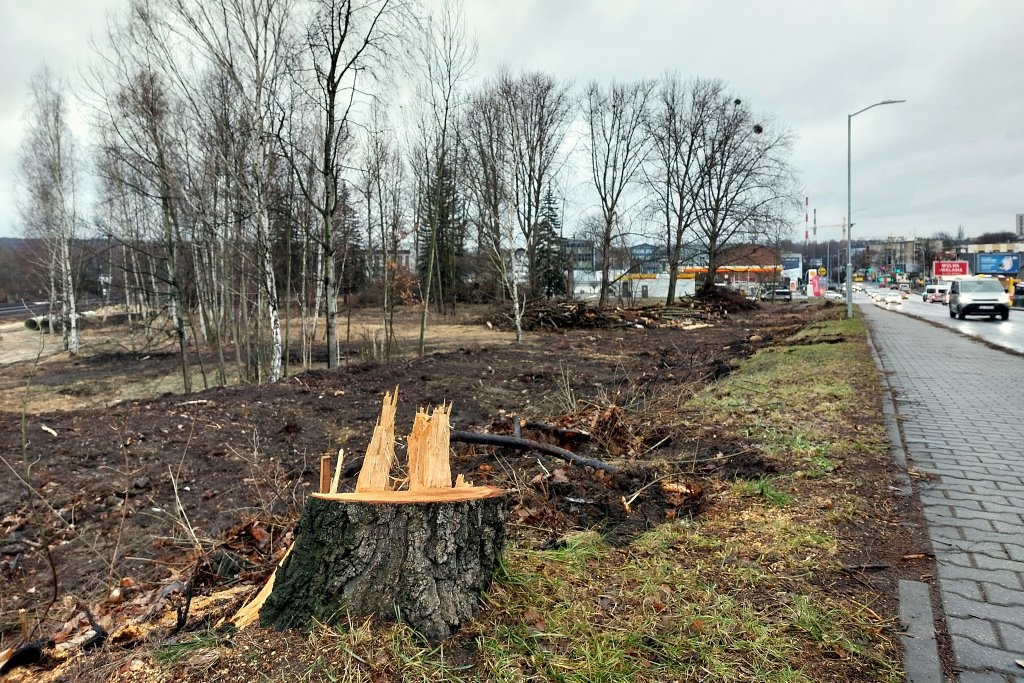 Dzień dobry Katowice. Na południu miasta wycięto dużo drzew