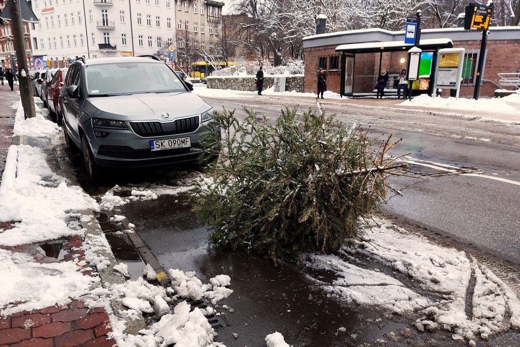 Coraz więcej choinek na ulicach. Miasto prosi, żeby wystawiać je w odpowiednim terminei