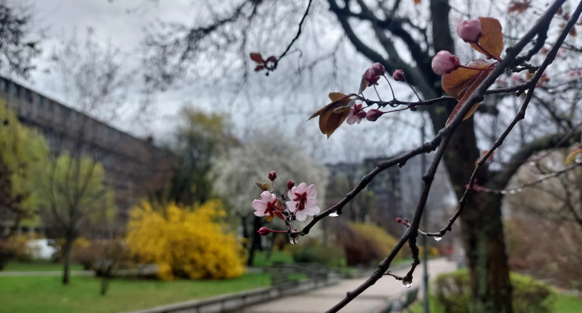 Dzień dobry Katowice. Dzisiaj pierwszy dzień wiosny.