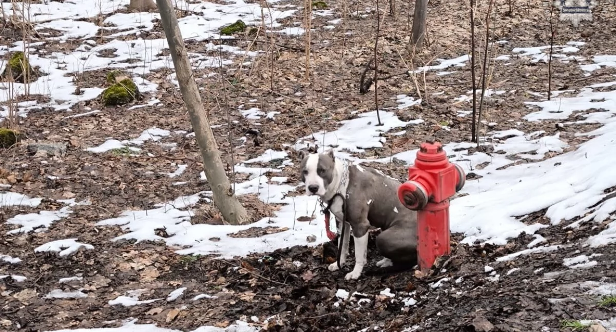 Przywiązał psa do hydrantu w parku. Teraz za to odpowie