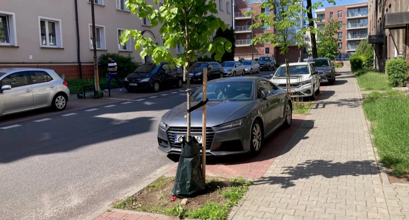 Zakład Zieleni Miejskiej testuje nowy sposób podlewania drzew