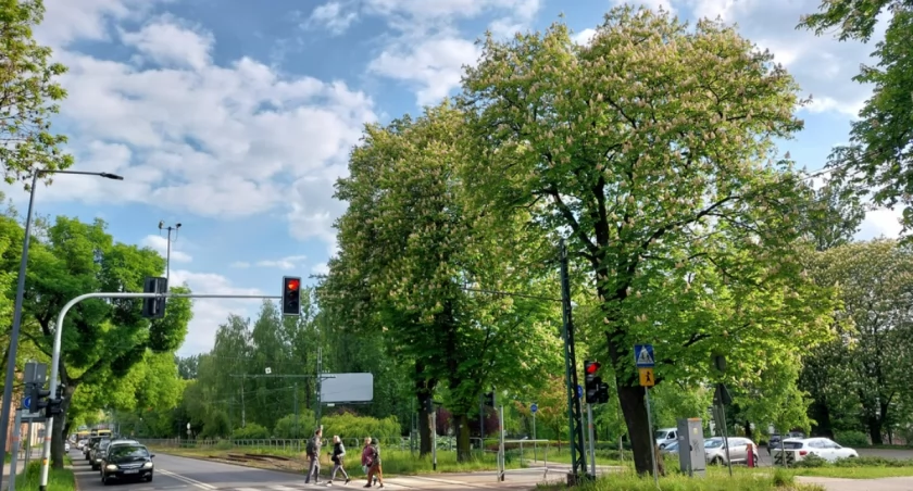 Dużo drzew może zostać wyciętych w trakcie tramwajowej inwestycji. W tym trzy wysokie i stare kasztanowce