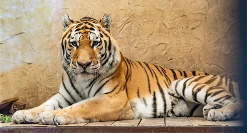 Nowy tygrys w Śląskim Ogrodzie Zoologicznym. Przyjechał z Pragi