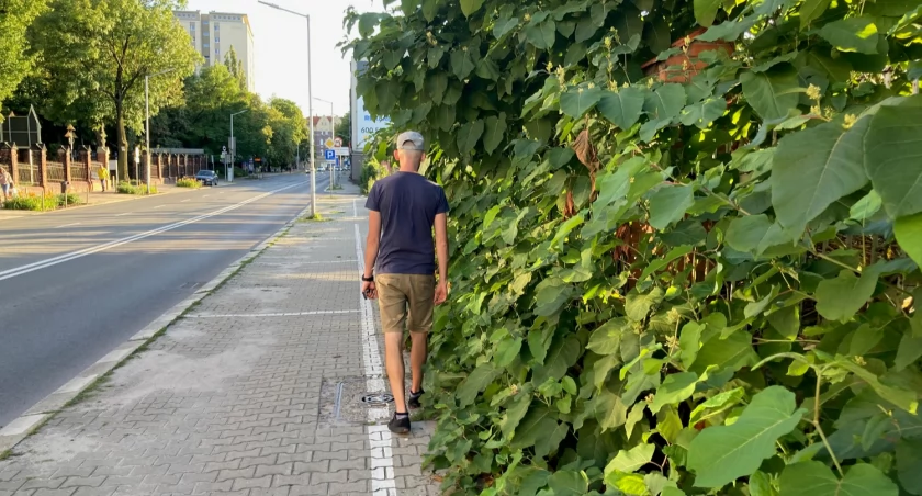 Innowacyjne chodniki w Katowicach. Są w pełni zielone