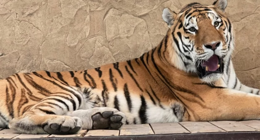 Śląskie ZOO ogłosiło konkurs fotograficzny. Chodzi o pokazanie zwierząt w ciekawy sposób