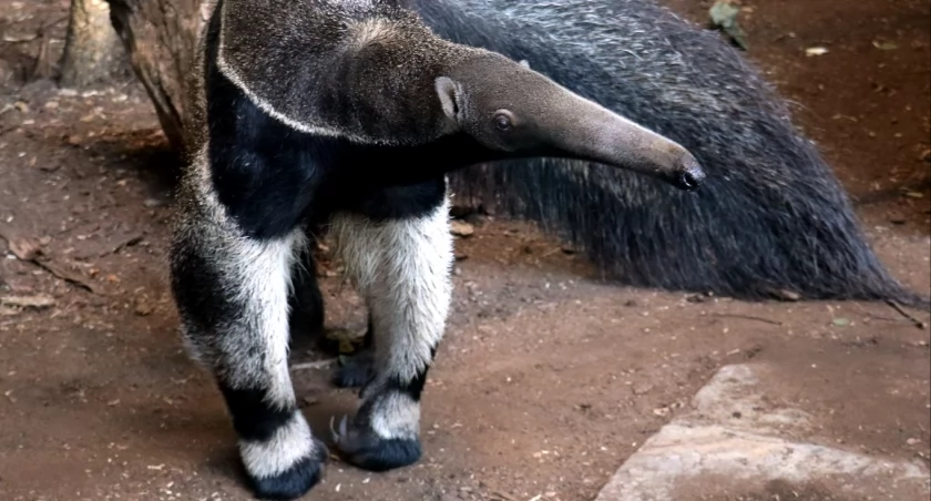 Zwierzęta mają swoje święto. Chorzowskie zoo organizuje Dzień Zwierząt