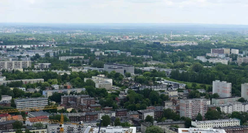 Dzień dobry Katowice. Jest coraz większy problem ze szczurami w mieście
