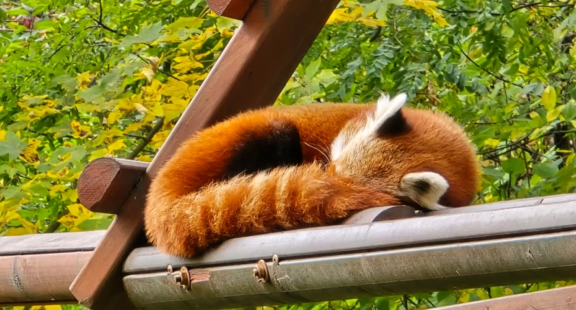 Śląskie ZOO rozpoczyna sezon zimowy. Zmieniają się ceny biletów