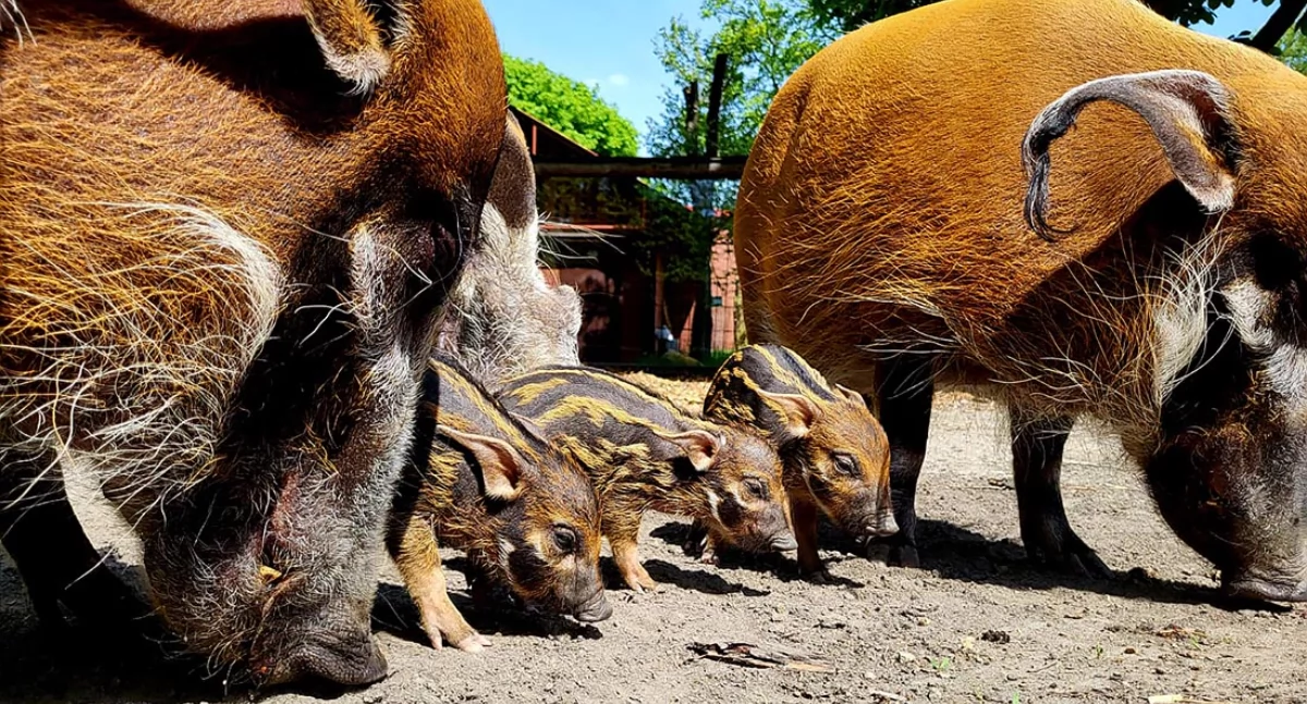 Śląskie ZOO podniosło ceny biletów wstępu