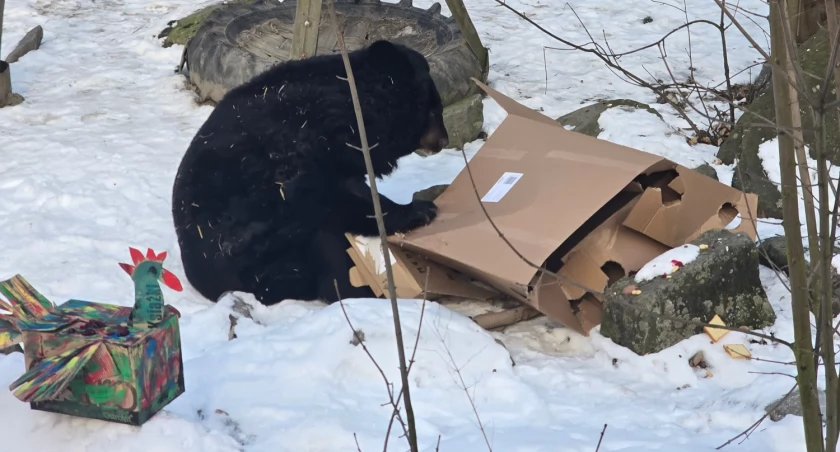 To najstarszy niedźwiedź himalajski, jaki żyje w polskich ogrodach zoologicznych. Kasia ze Śląskiego ZOO właśnie skończyła 39 lat