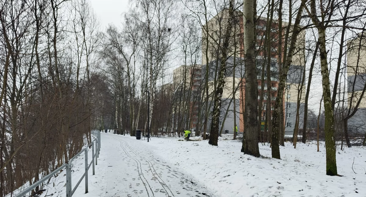 Dzień dobry Katowice. Sporo drzew zostało wyciętych przy stawie Morawa