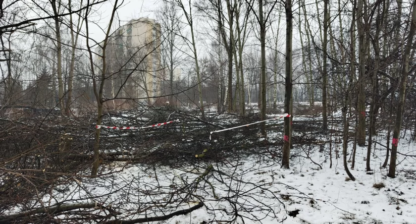 Deweloper wyciął drzewa tuż przy stawie Morawa. Twierdzi, że wszystko robi zgodnie z prawem