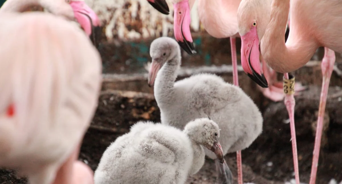 Pancernik, małe flamingi i rodzina arui. Śląskie zoo ma nowych mieszkańców