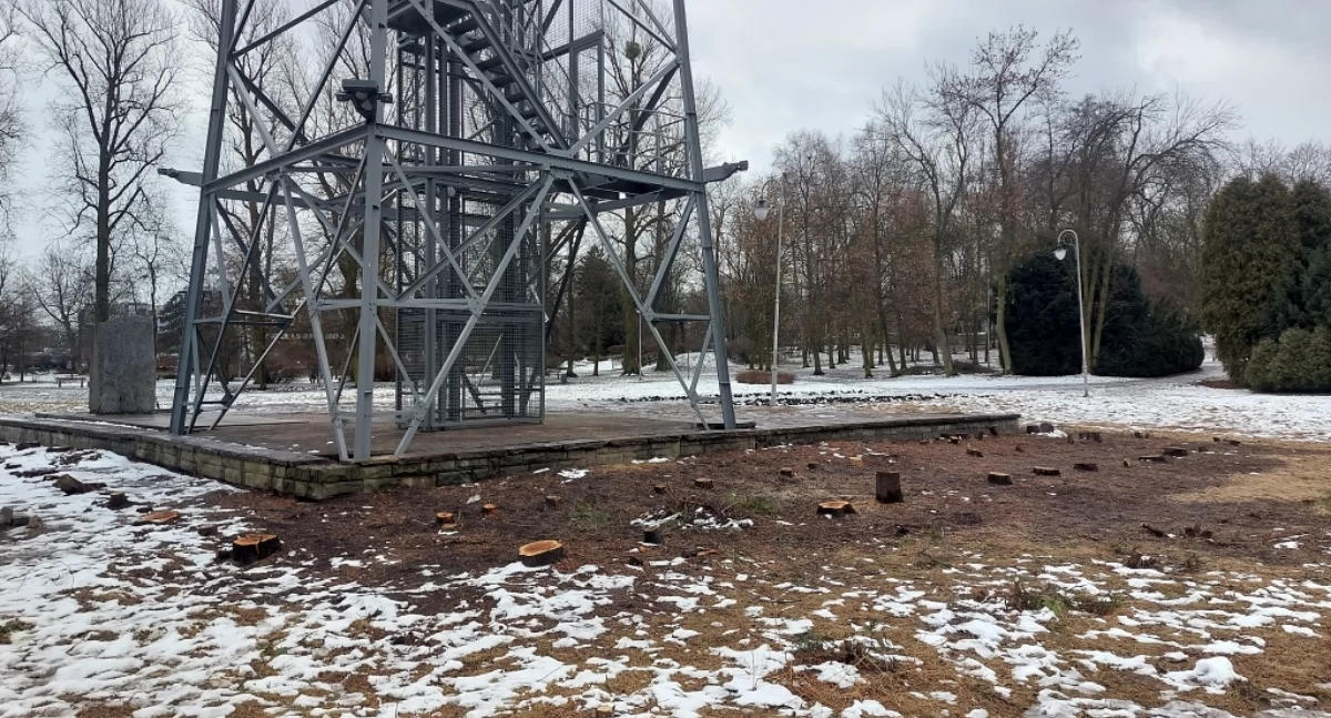 Pusto wokół wieży spadochronowej. Zakład Zieleni Miejskiej wyciął wysokie tuje