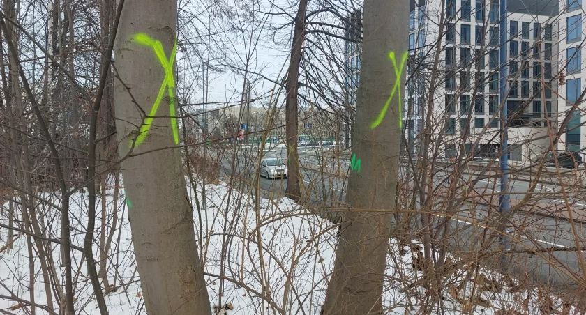 Dzień dobry Katowice. Duża wycinka drzew z powodu budowy drogi rowerowej