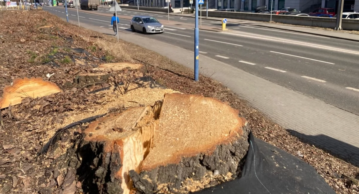 Katowice wycięły kilkadziesiąt drzew pod budowę krytykowanej drogi rowerowej