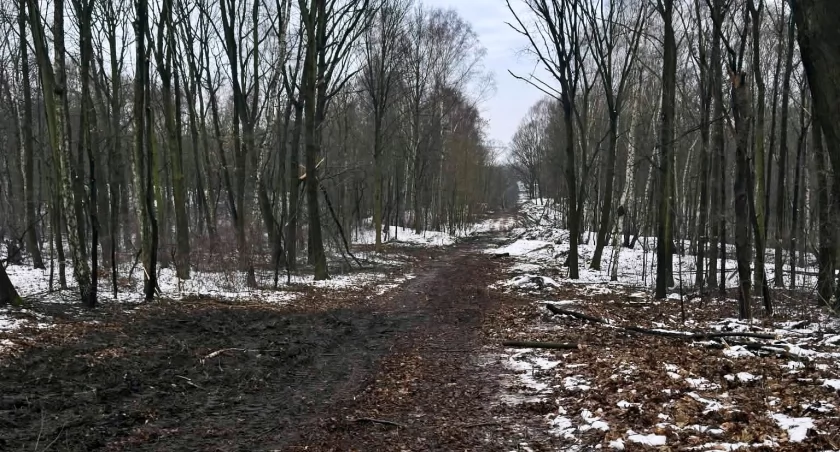 Kilkaset drzew zostało wyciętych w Parku Śląskim. To przygotowania do budowy kolejki linowej