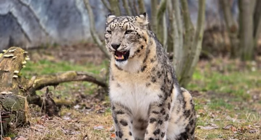 Pantery śnieżnej nie udało się wyleczyć. W śląskim zoo odszedł drapieżny kot