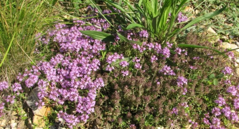 Śląski Ogród Botaniczny wprowadził zakaz przychodzenia z psami