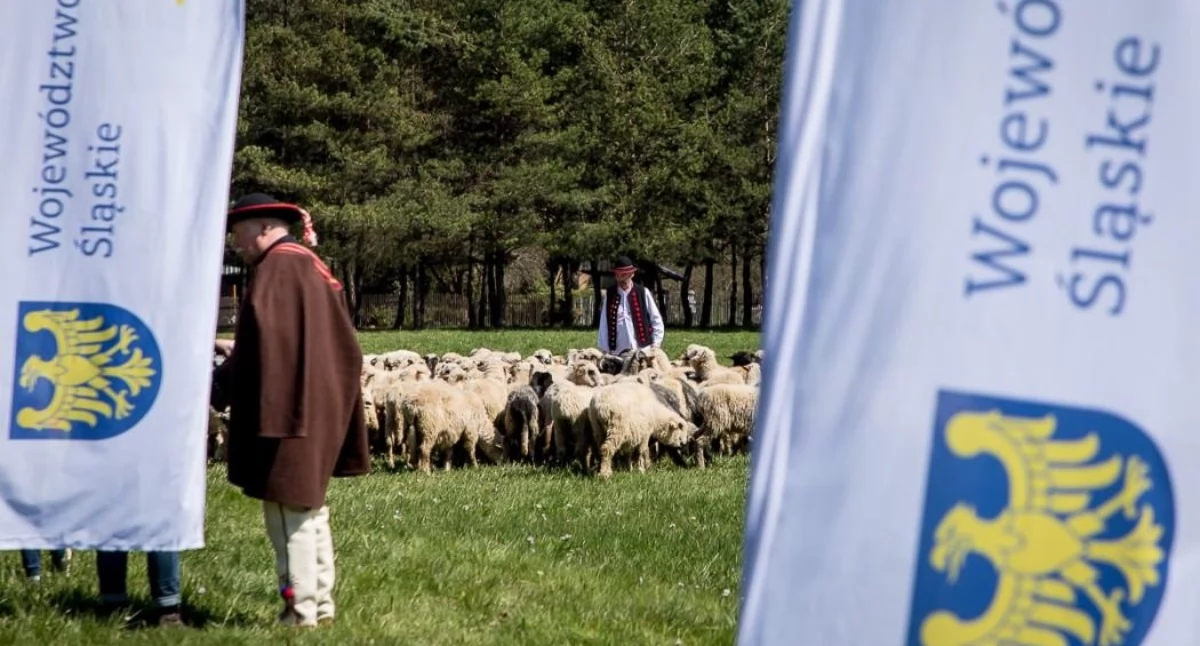 W niedzielę rozpoczyna się sezon pasterski w Beskidach. To będzie Rok Górali i Obrzędów Pasterskich w województwie śląskim