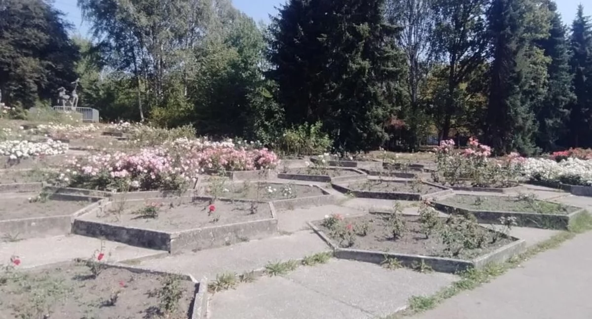 Park Śląski rozdaje sadzonki róż