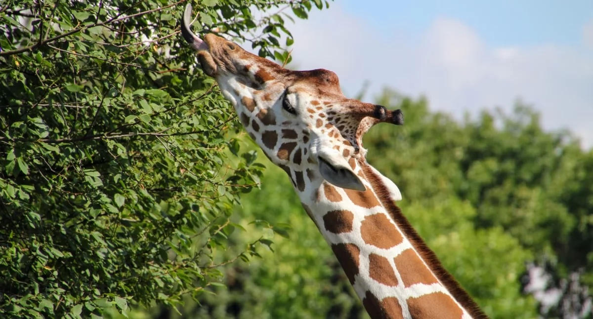 Nowe godziny otwarcia Śląskiego ZOO. Ogród będzie czynny przez całą majówkę