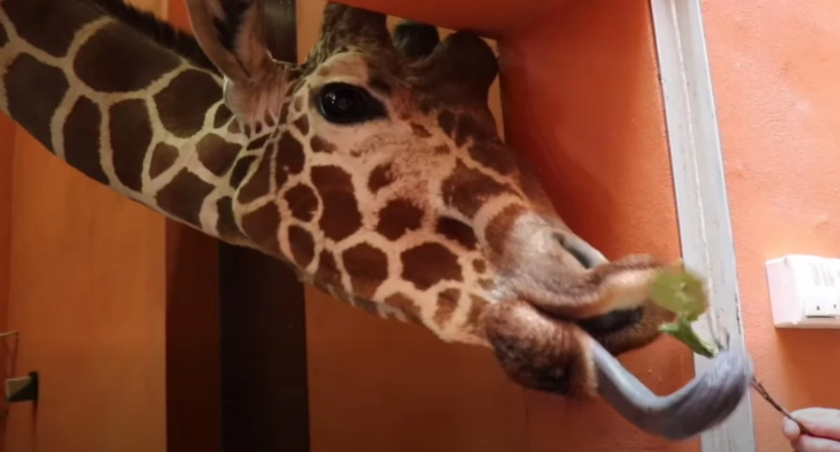 Nie żyje Iroko. Samiec żyrafy w śląskim zoo usiadł i nie potrafił wstać
