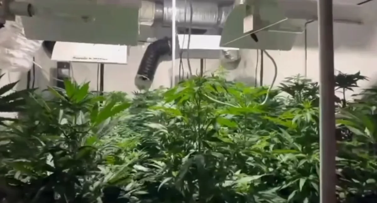 W mieszkaniu urządził plantację konopi. Miał też duże ilości marihuany [WIDEO]