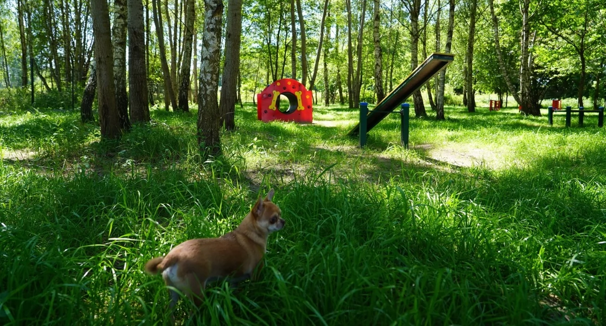 W Podlesiu powstał wybieg dla psów. Kolejne zostaną urządzone w Bogucicach i Giszowcu