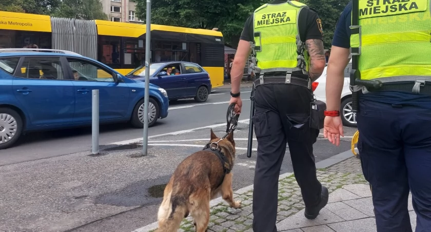20 miejsc pracy w Straży Miejskiej. Katowice rozpoczęły dużą rekrutację