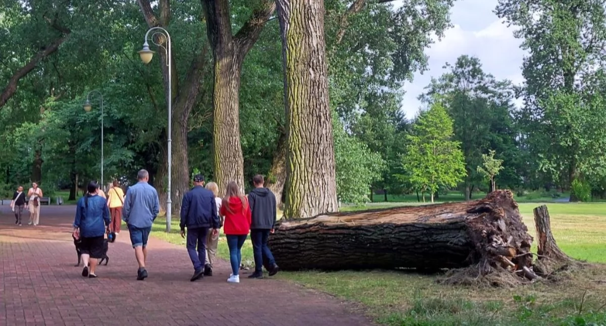 Koniec zielonej alei przy wieży spadochronowej. Po burzy runęło jedno drzewo, ale wyciąć trzeba cały szpaler
