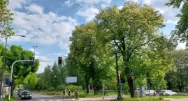 Dużo drzew może zostać wyciętych w trakcie tramwajowej inwestycji. W tym trzy wysokie i stare kasztanowce