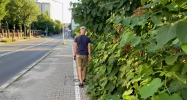 Innowacyjne chodniki w Katowicach. Są w pełni zielone