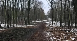 Kilkaset drzew zostało wyciętych w Parku Śląskim. To przygotowania do budowy kolejki linowej