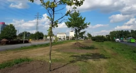 Uratowali platany przed wycinką, ale większość drzew obumarła. Mieszkańcy alarmowali, że przesadzono je byle jak